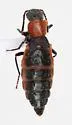 Endeodes collaris - photo 5