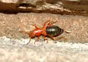 Endeodes insularis