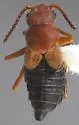 Endeodes insularis - photo 3