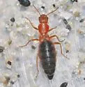 Endeodes insularis - photo 4