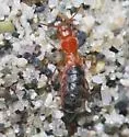 Endeodes insularis - photo 5