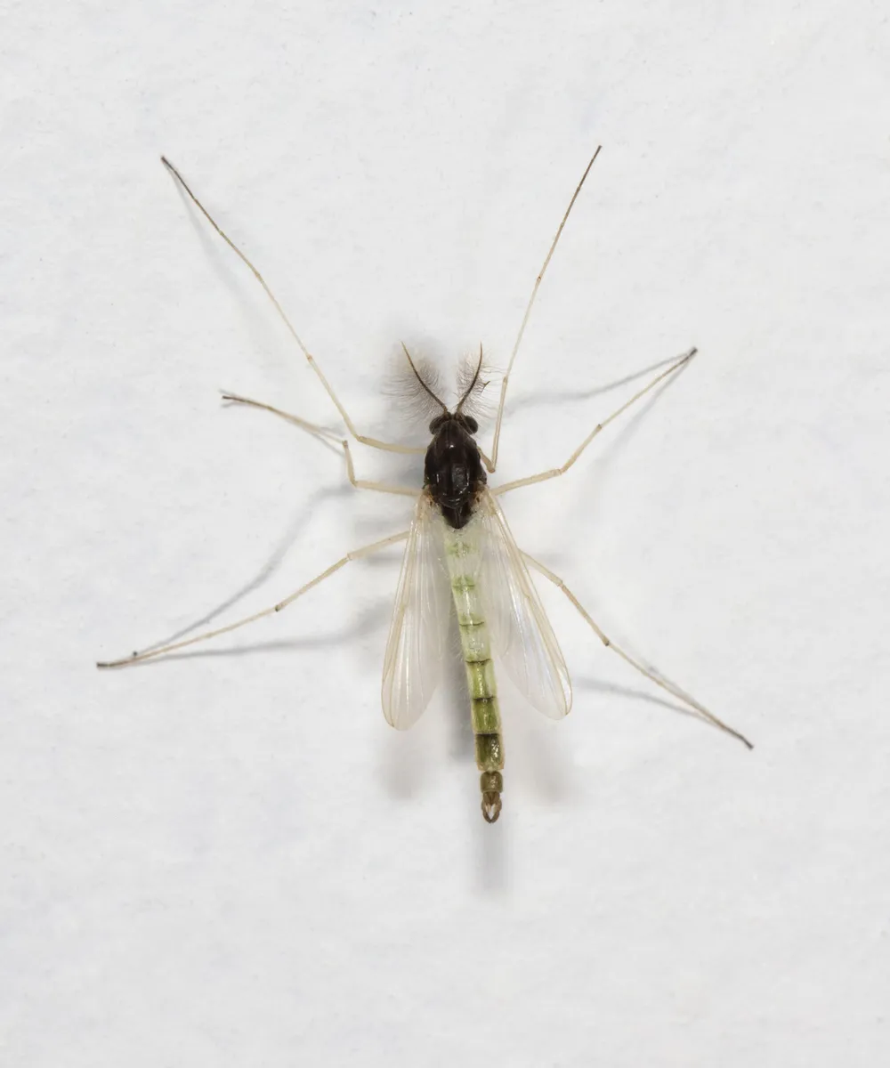 Endochironomus nigricans