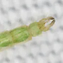 Endochironomus subtendens - photo 2