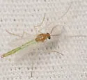 Endochironomus subtendens - photo 3