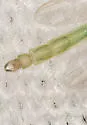 Endochironomus subtendens - photo 4