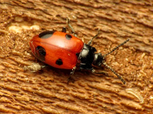 Endomychus biguttatus - photo 2