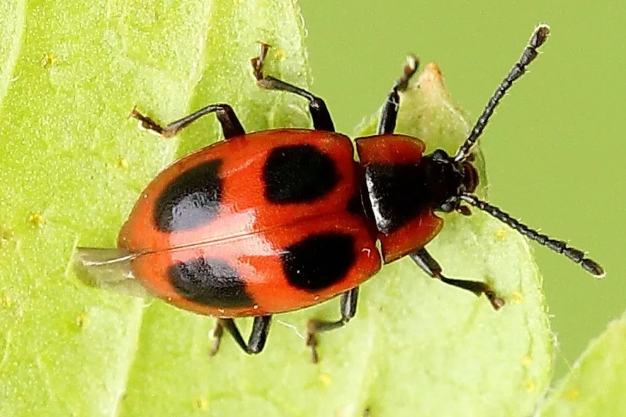 False Ladybird - photo 2