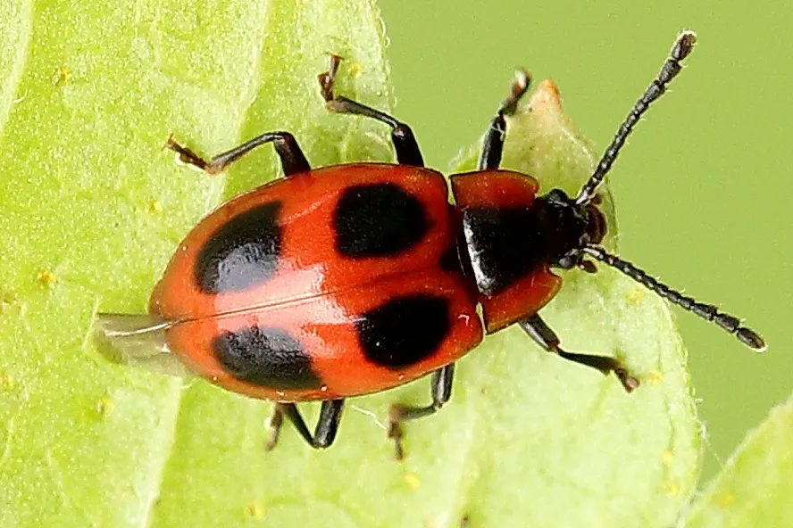 False Ladybird - photo 3
