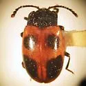 Endomychus limbatus