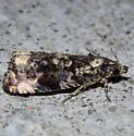 Endothenia affiliana - Hodges#2737
