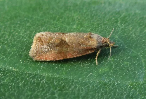 Endothenia ericetana