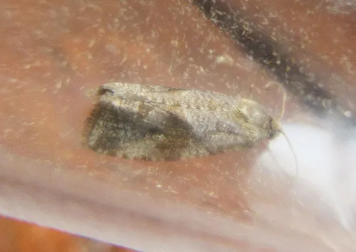 Endothenia ericetana - photo 2