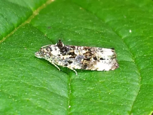 Endothenia gentianaeana