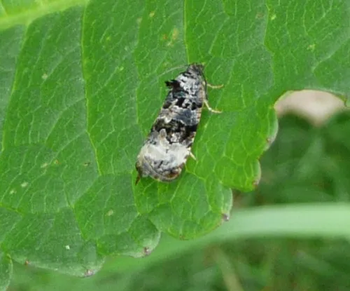 Endothenia gentianaeana - photo 2