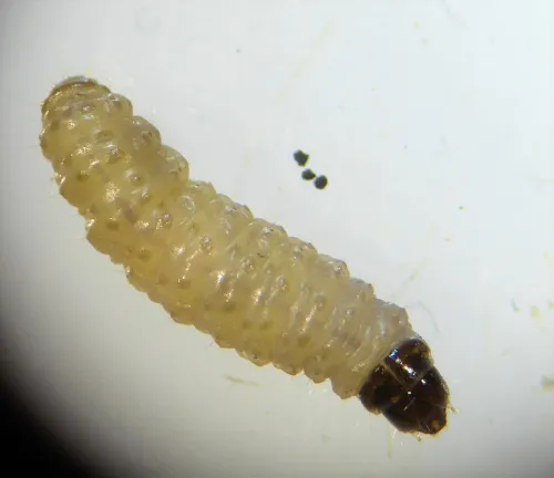 Endothenia gentianaeana - photo 3