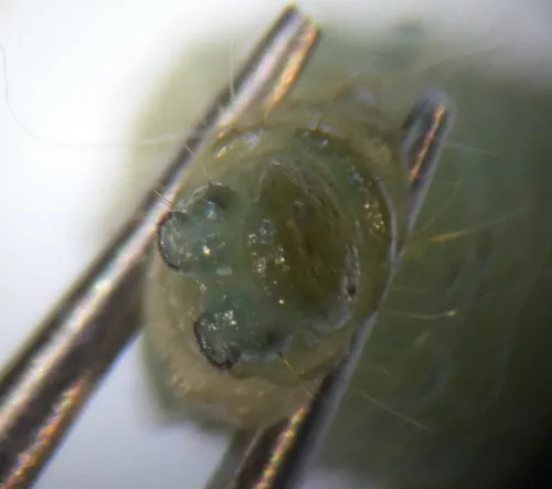 Endothenia gentianaeana - photo 4