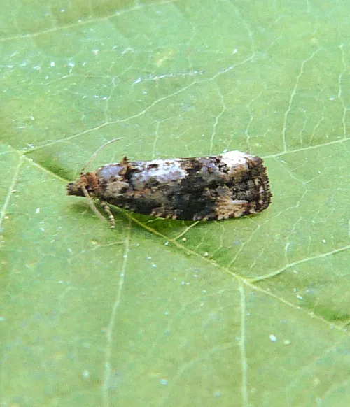 Endothenia gentianaeana - photo 5