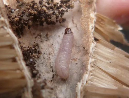 Endothenia gentianaeana - photo 6