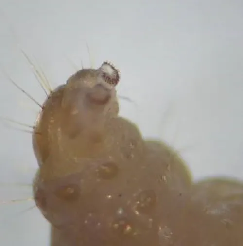 Endothenia gentianaeana - photo 7