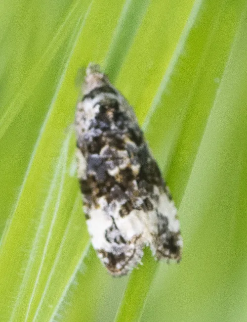 Endothenia gentianaeana - photo 8