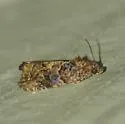 Verbena Bud Moth - Hodges#2738