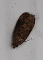 Verbena Bud Moth - Hodges#2738 - photo 5