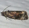Endothenia heinrichi - Hodges#2733