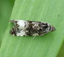 Endothenia marginana - photo 2