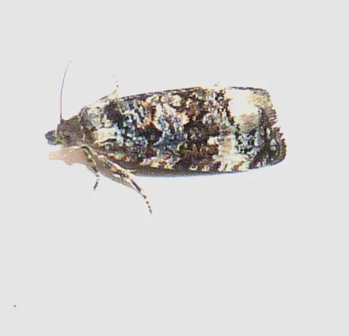 Endothenia marginana - photo 3