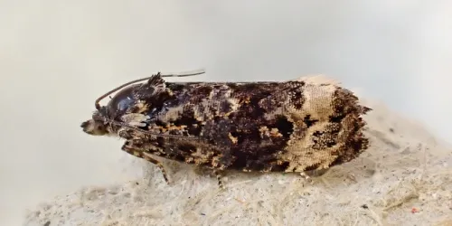 Endothenia marginana - photo 4