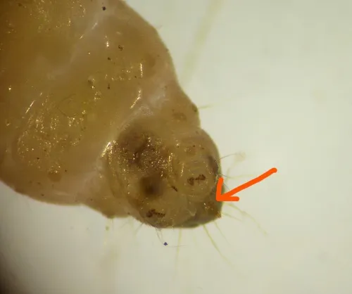 Endothenia marginana - photo 5