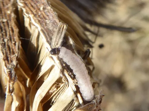 Endothenia marginana - photo 6