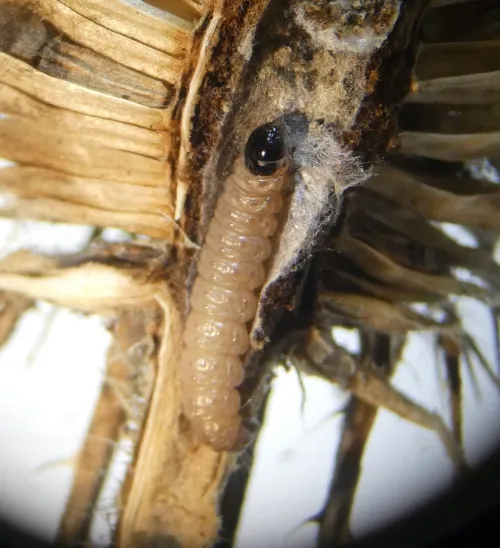 Endothenia marginana - photo 7