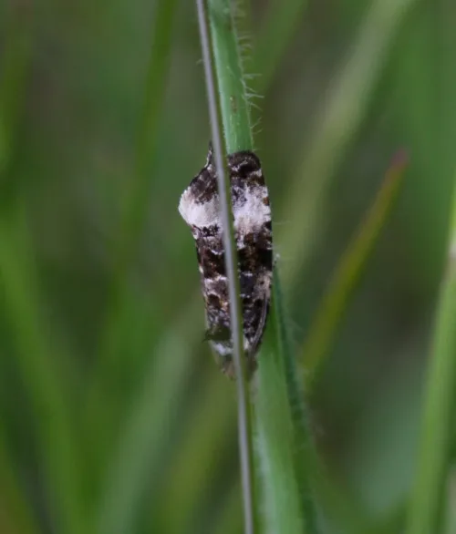 Endothenia marginana - photo 8