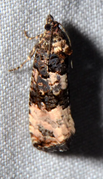 Endothenia melanosticta - Hodges#2736 - photo 2
