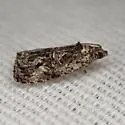Endothenia microptera - Hodges#2741