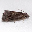 Endothenia montanana - Hodges#2732
