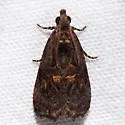 Endothenia montanana - Hodges#2732 - photo 2