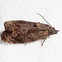 Endothenia montanana - Hodges#2732 - photo 3