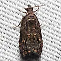 Endothenia montanana - Hodges#2732 - photo 4