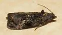 Endothenia montanana - Hodges#2732 - photo 5