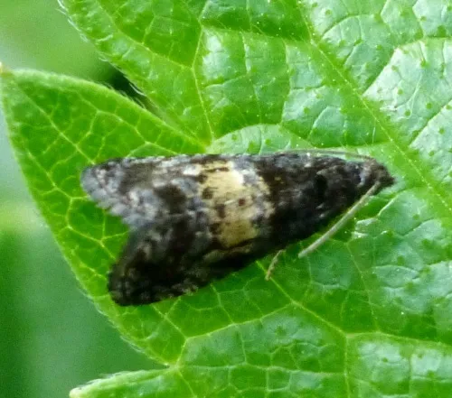Endothenia nigricostana