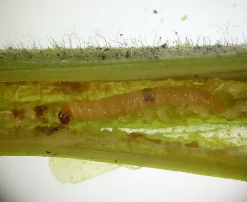Endothenia nigricostana - photo 2