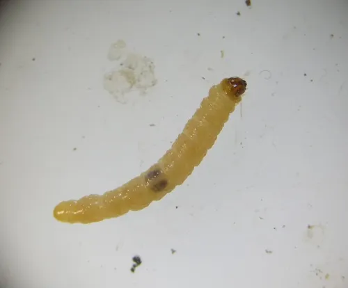 Endothenia nigricostana - photo 3