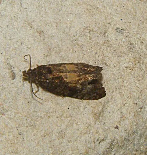 Endothenia nigricostana - photo 4