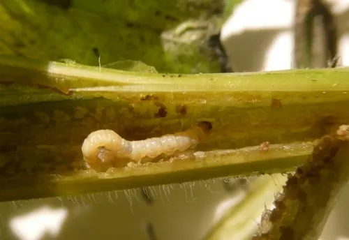 Endothenia nigricostana - photo 5
