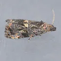 Endothenia nr. infuscata - Hodges#2742.85 - Endothenia nr-infuscata
