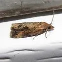 Cloudy Endothenia - Hodges#2743 - photo 2