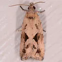 Cloudy Endothenia - Hodges#2743 - photo 3