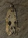 Cloudy Endothenia - Hodges#2743 - photo 4